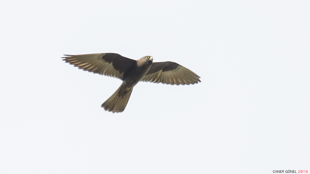 Eleonora`s Falcon
