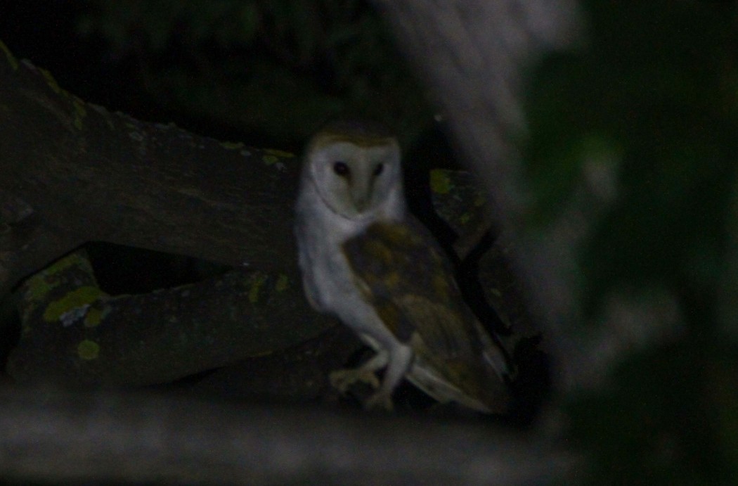 Western Barn Owl