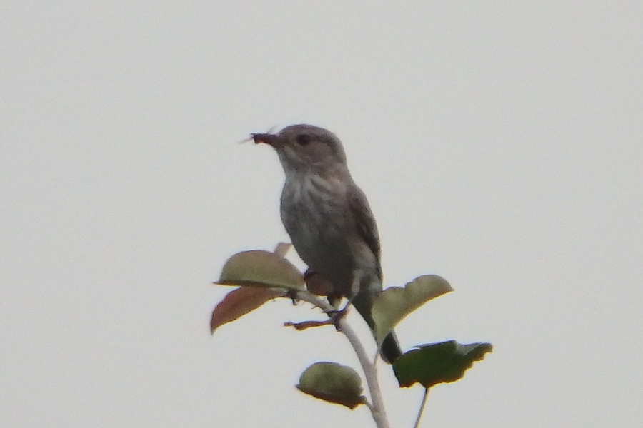 Benekli Sinekkapan