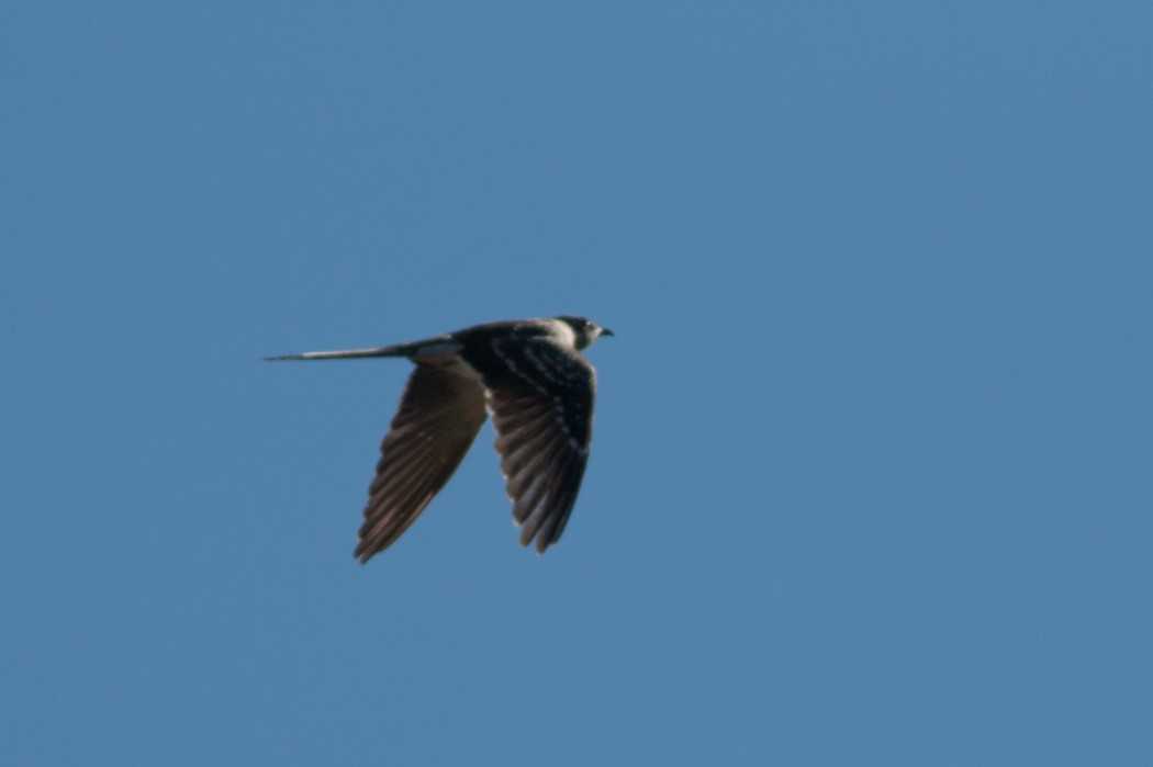 Great Spotted Cuckoo