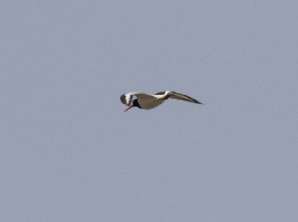 Eurasian Oystercatcher