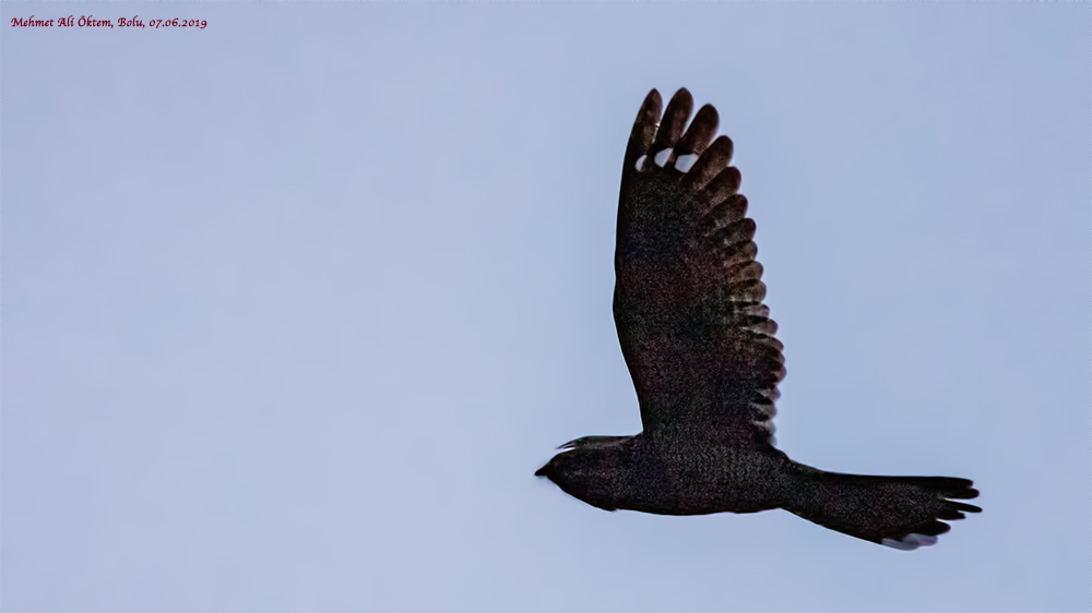 European Nightjar