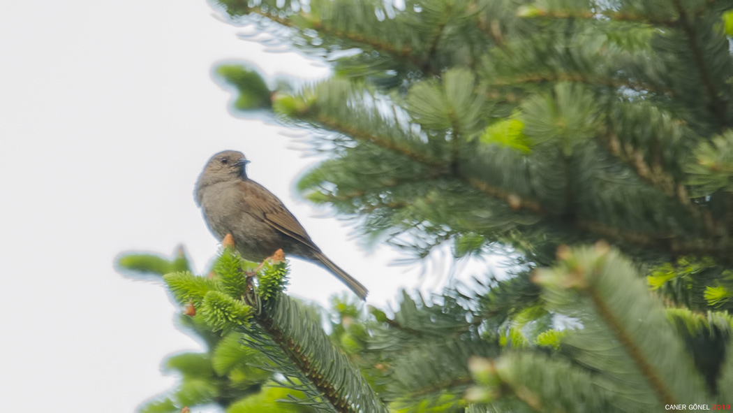 Dunnock