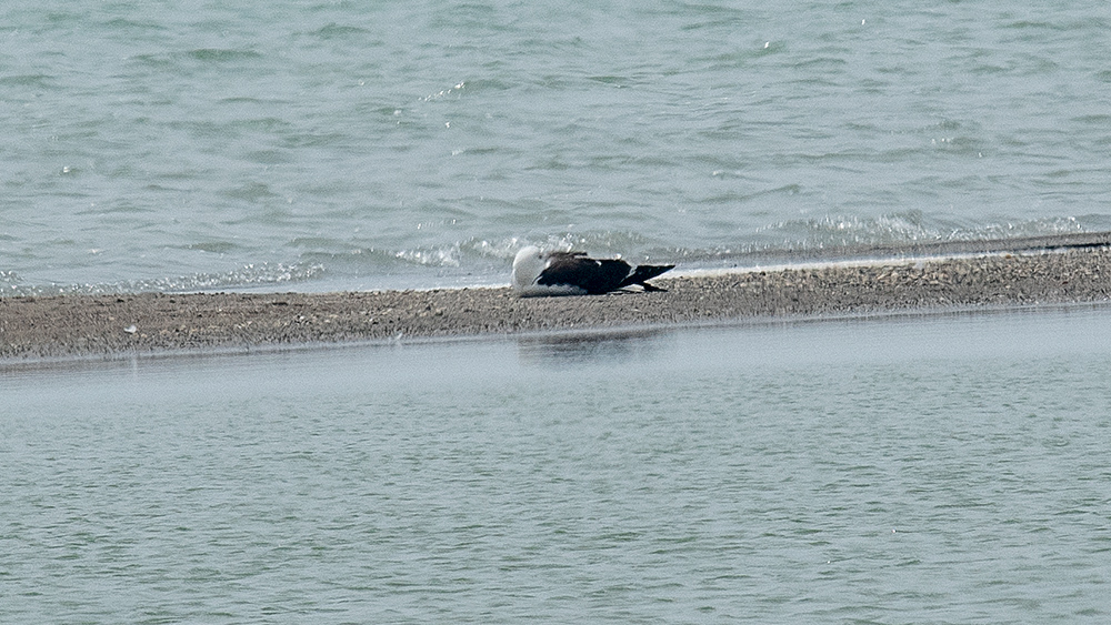 Lesser Black-backed Gull
