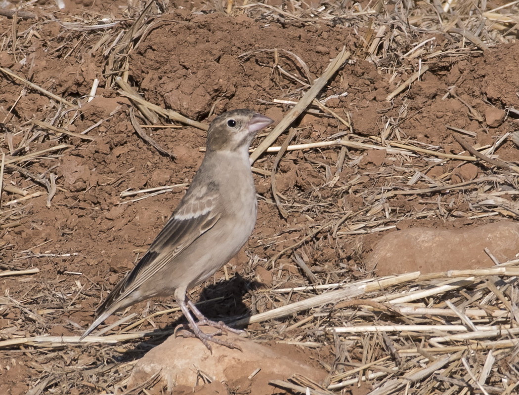 Pale Rockfinch