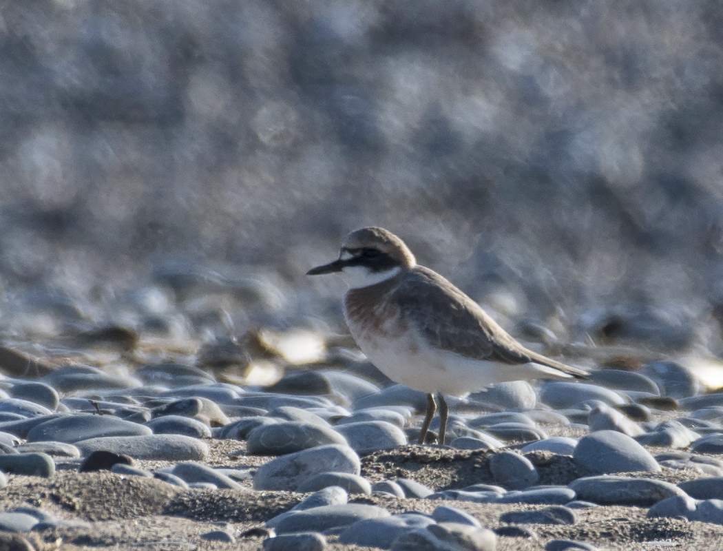Greater Sand Plover