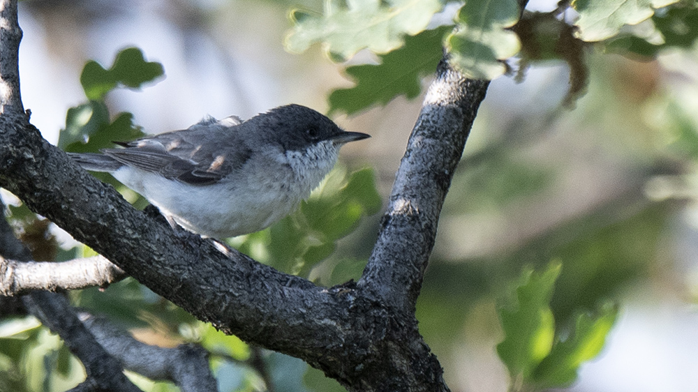 Eastern Orphean Warbler