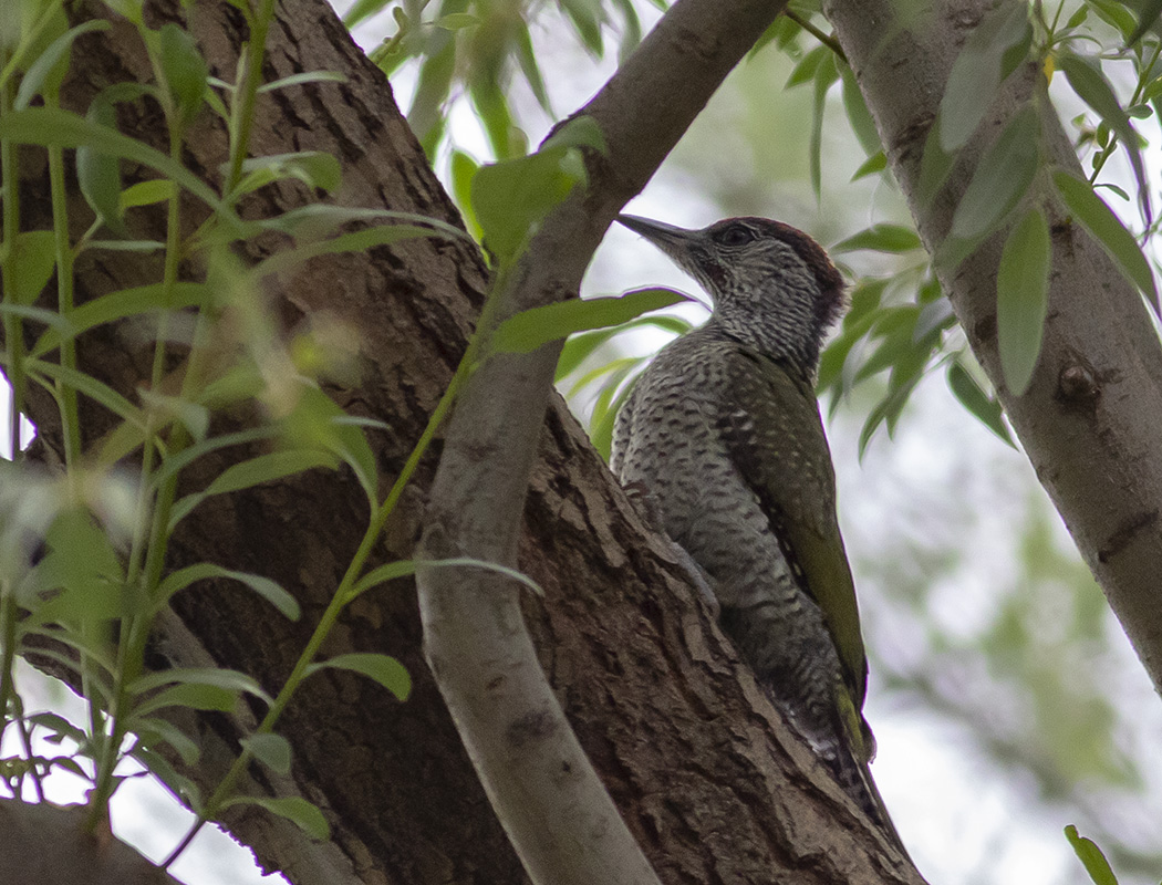 European Green Woodpecker