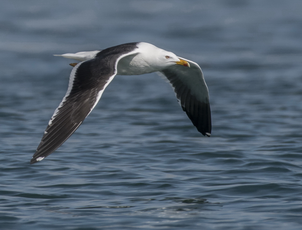 Lesser Black-backed Gull