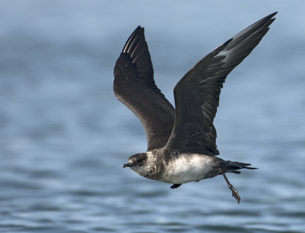 Parasitic Jaeger