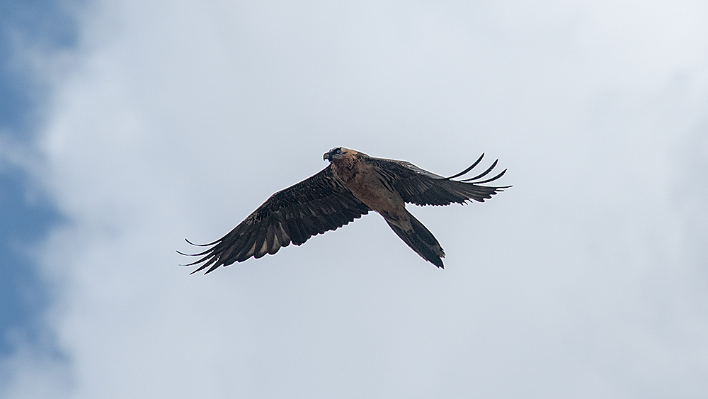 Bearded Vulture