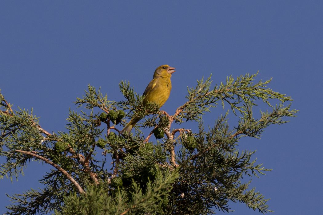 European Greenfinch