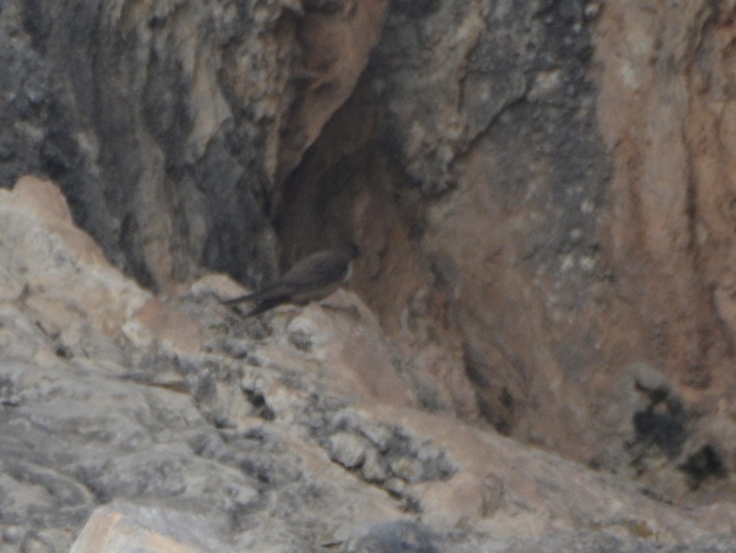 Eurasian Crag Martin