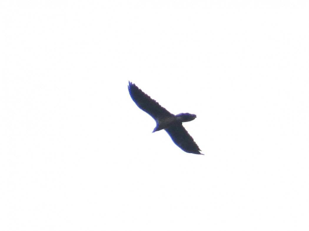 Bearded Vulture
