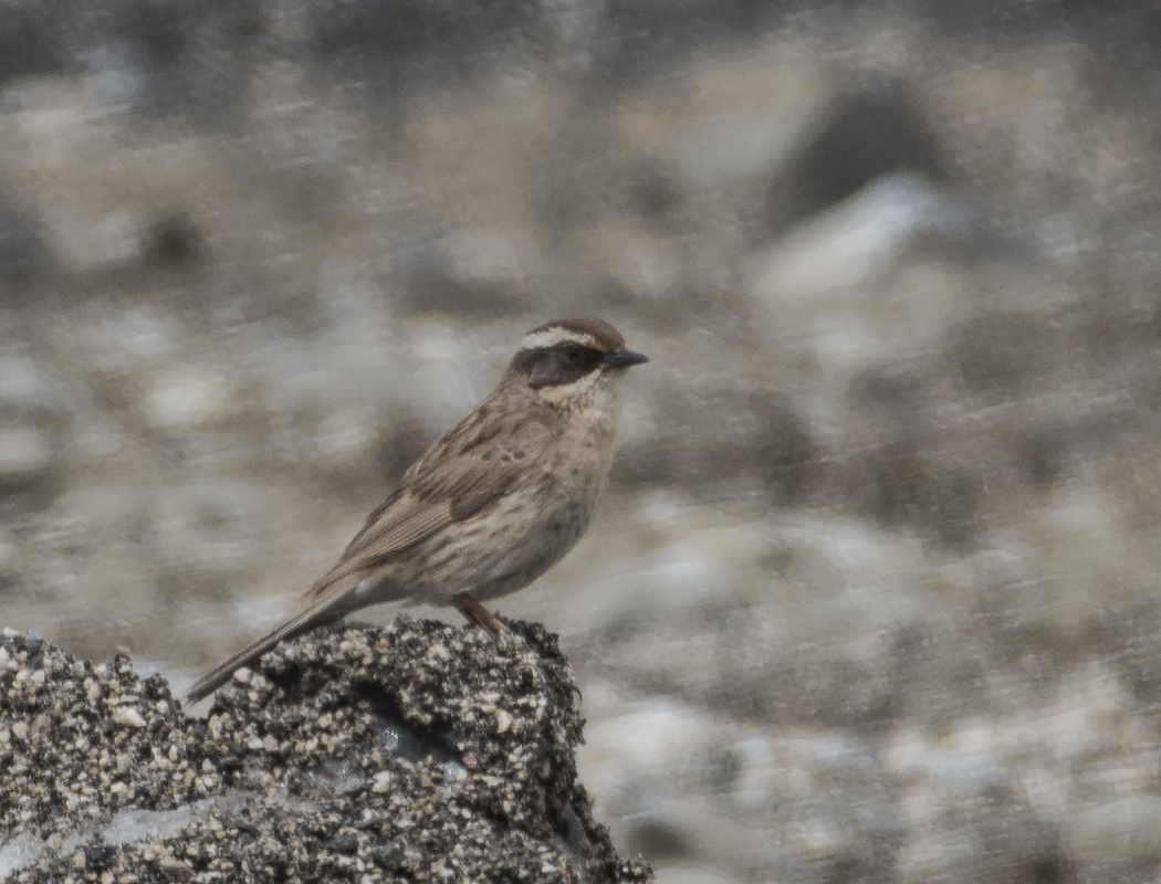 Radde`s Accentor