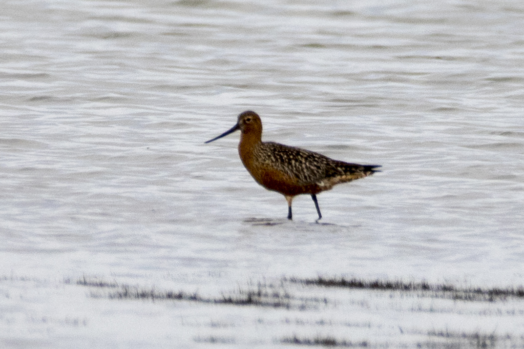 Bar-tailed Godwit