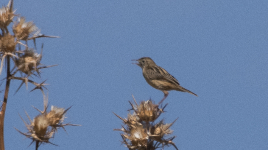 Zitting Cisticola