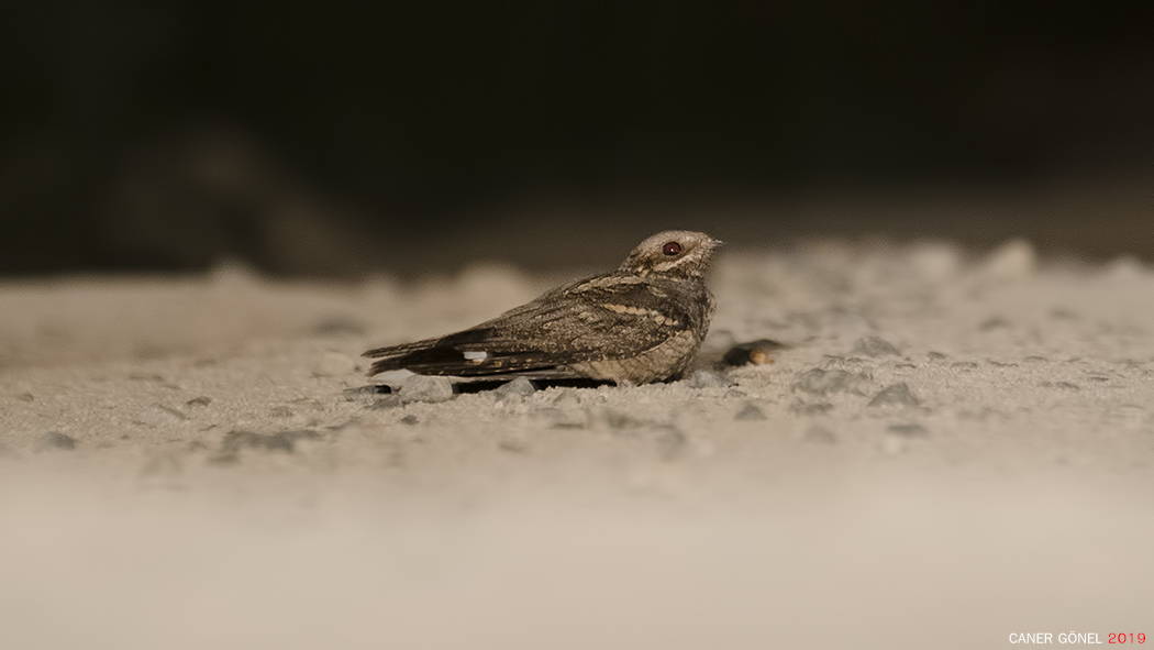 European Nightjar