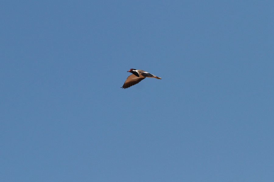 Red-wattled Lapwing