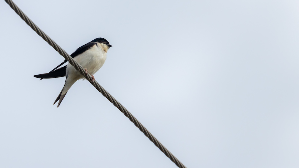 Western House Martin