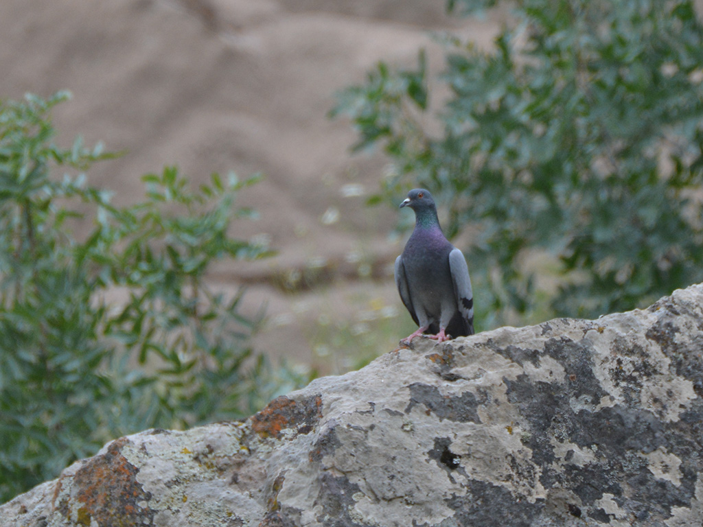 Rock Dove