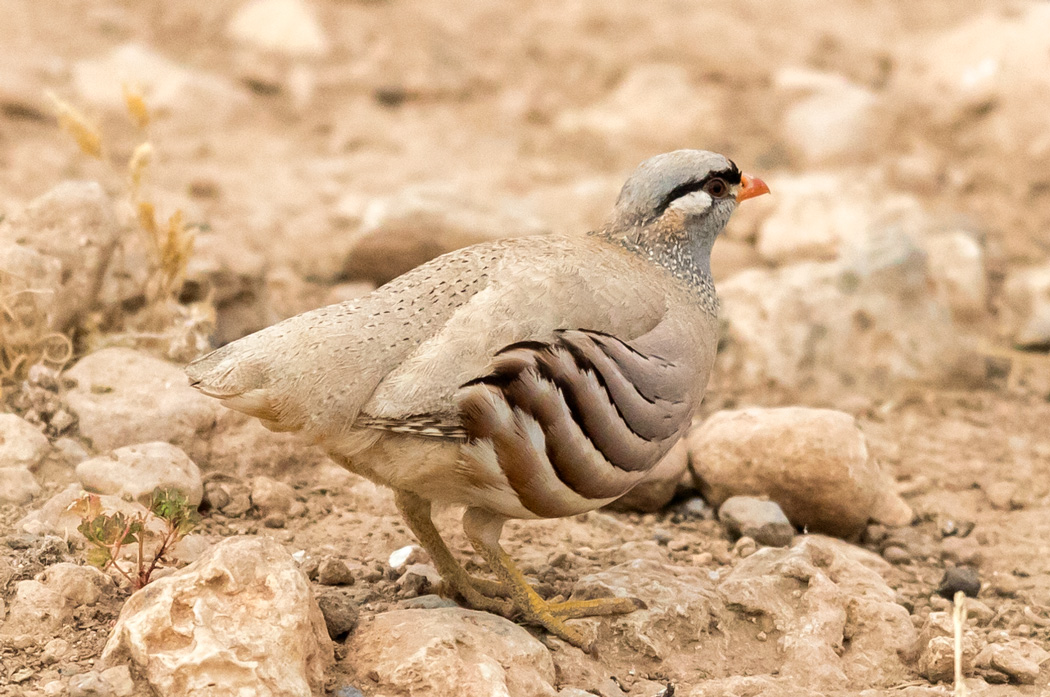 See-see Partridge