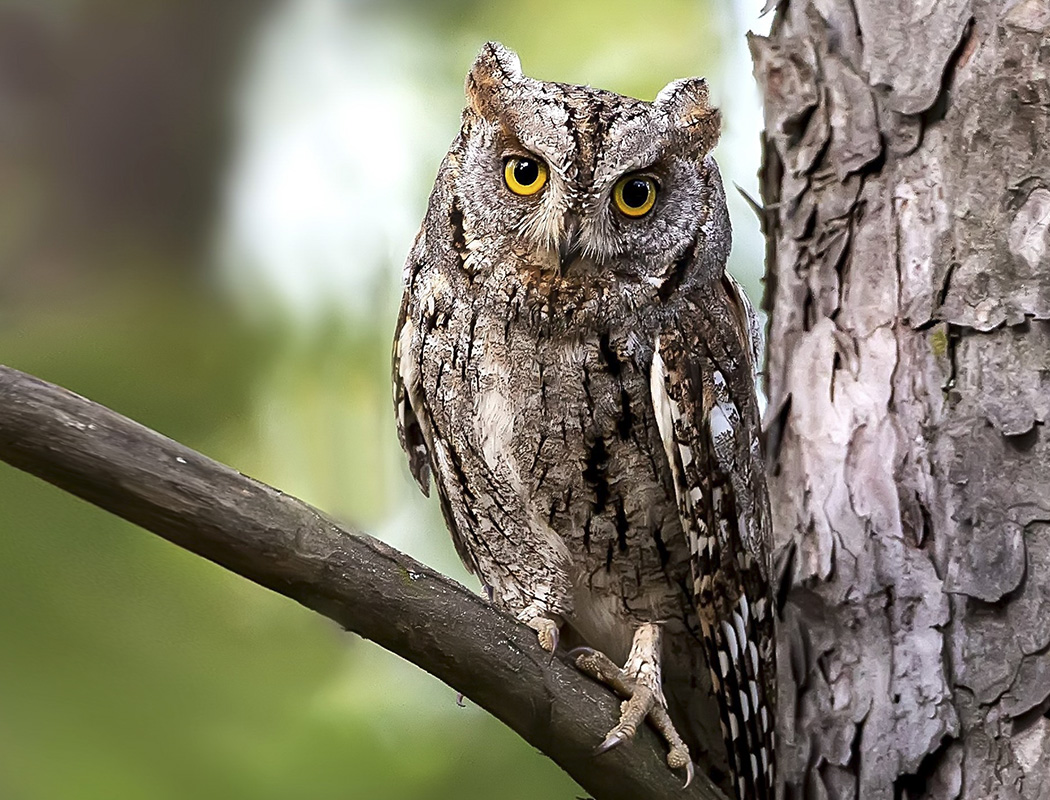 Eurasian Scops Owl