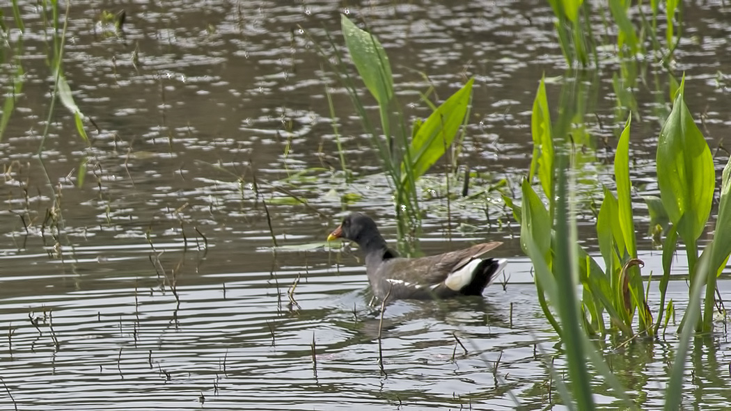 Common Moorhen