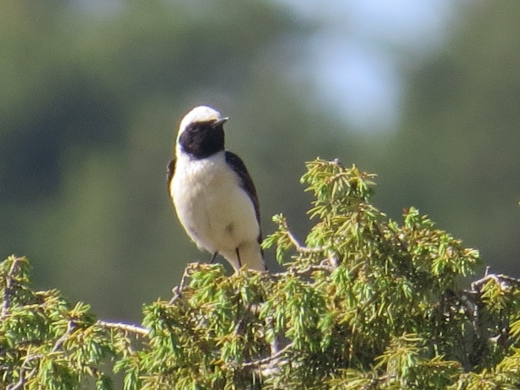 Black-eared Wheatear