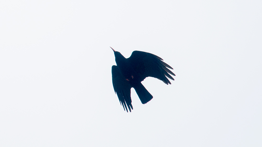 Red-billed Chough