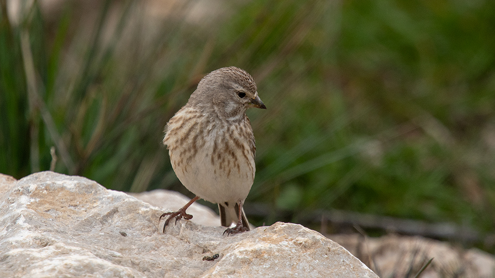 Common Linnet