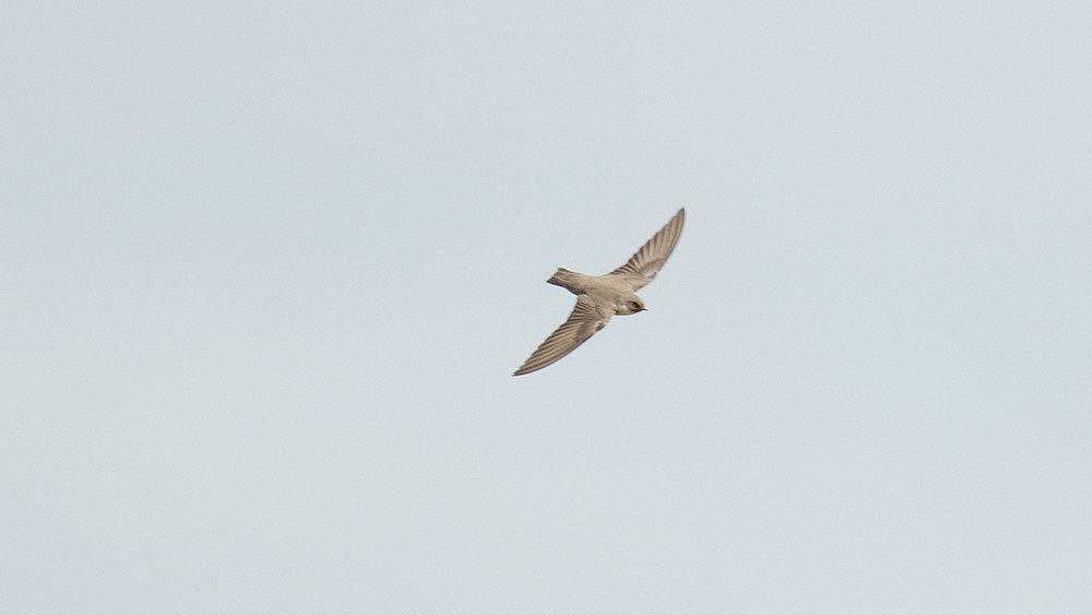 Eurasian Crag Martin