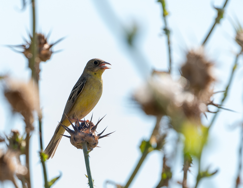 Black-headed Bunting