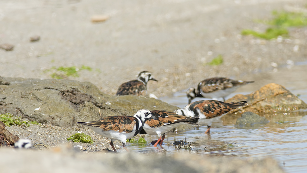Ruddy Turnstone