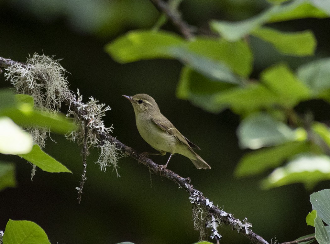 Green Warbler
