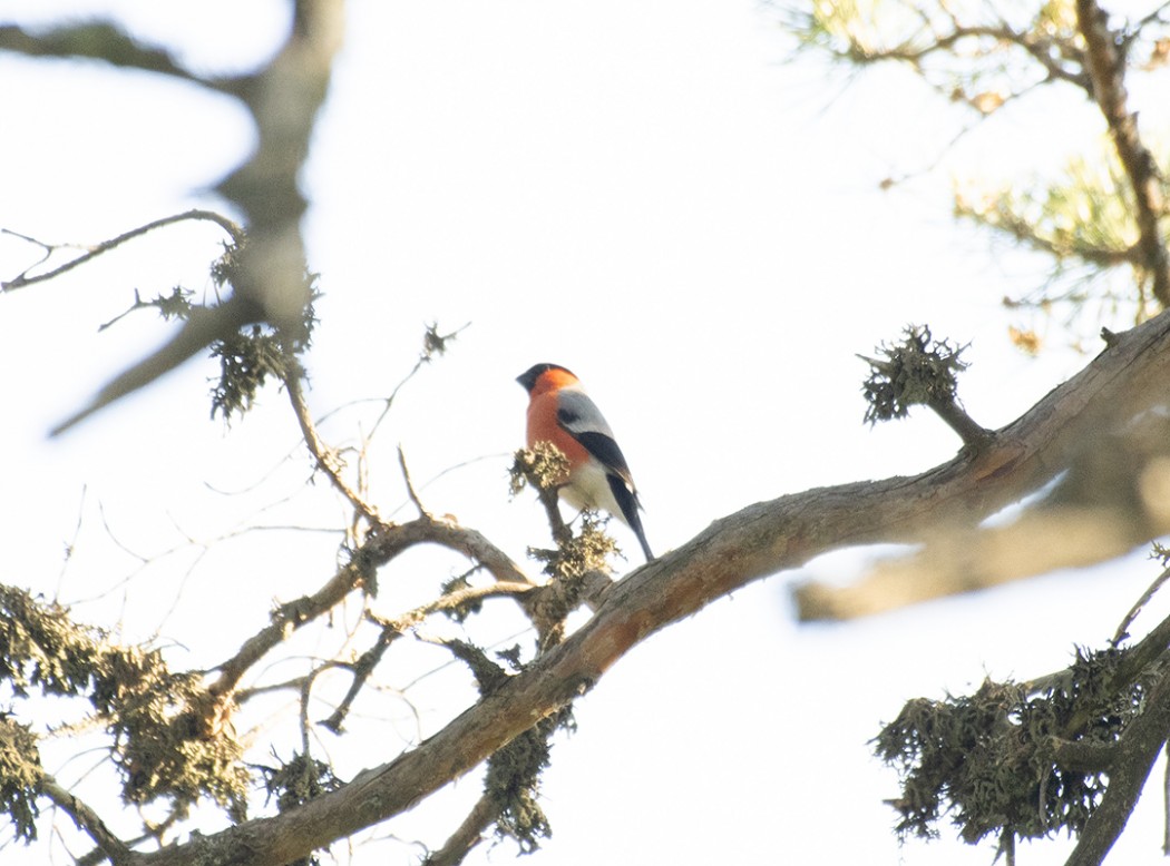 Eurasian Bullfinch
