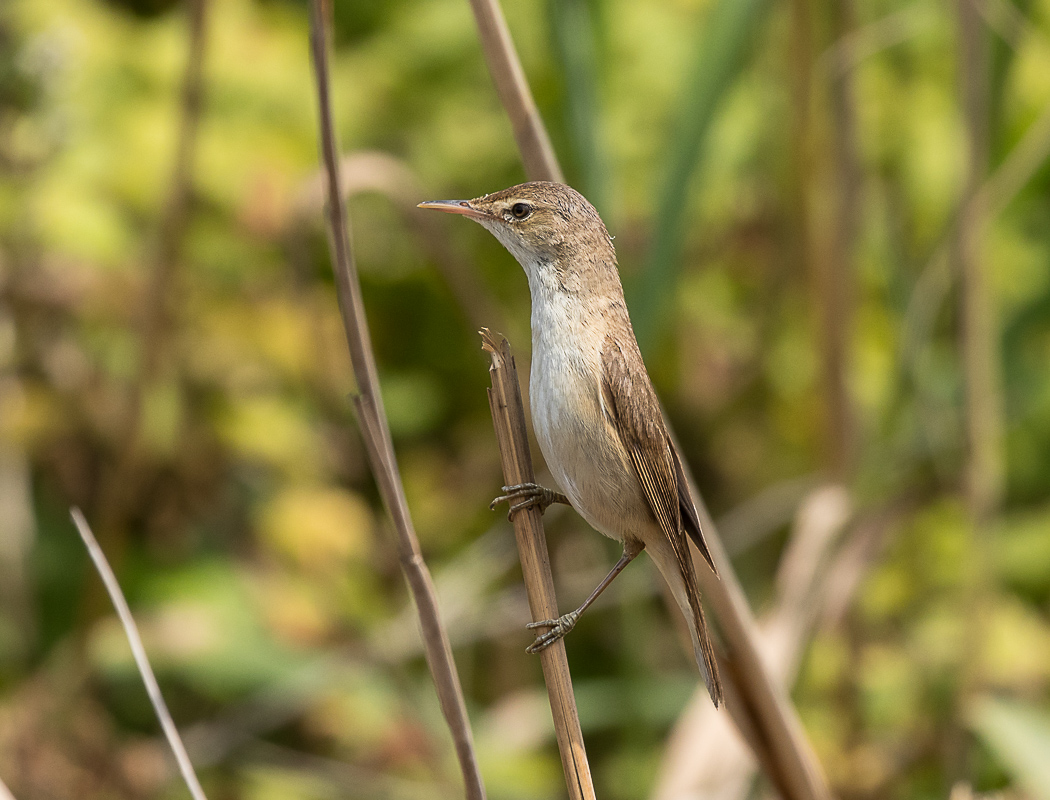 Marsh Warbler
