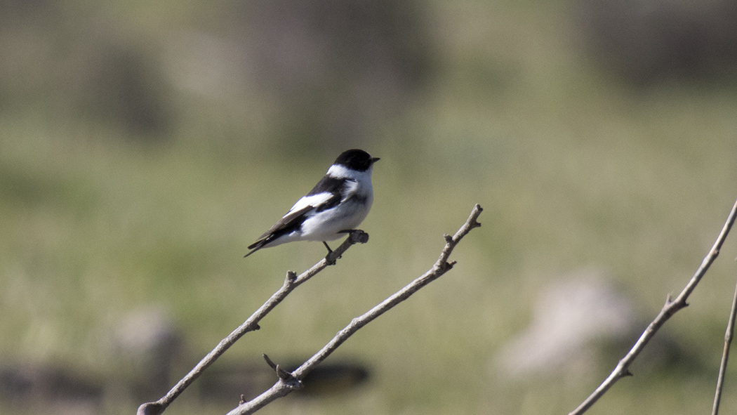 Collared Flycatcher