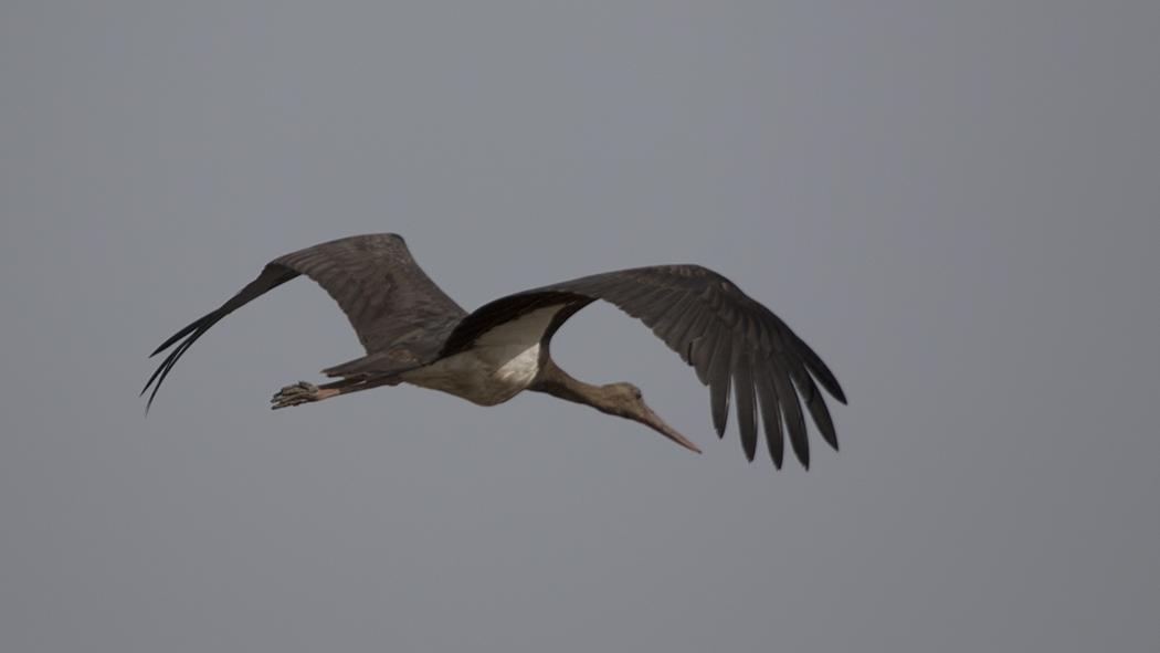 Black Stork