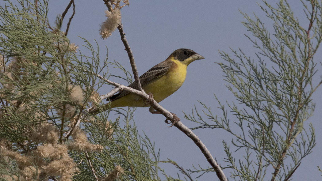 Black-headed Bunting