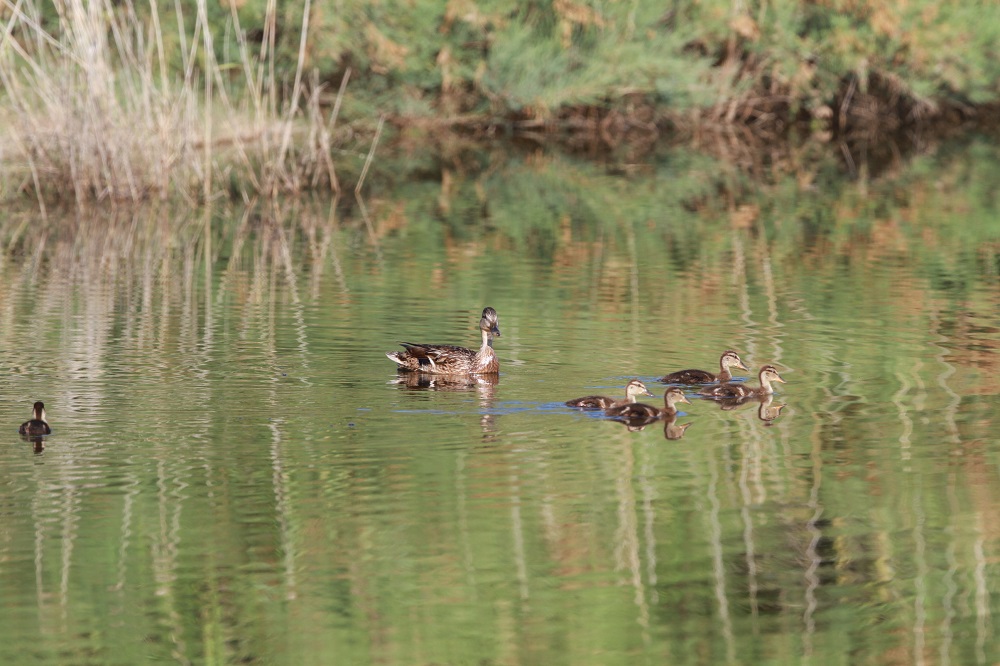 Mallard
