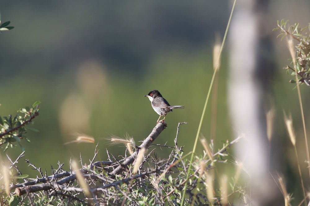 Sardinian Warbler