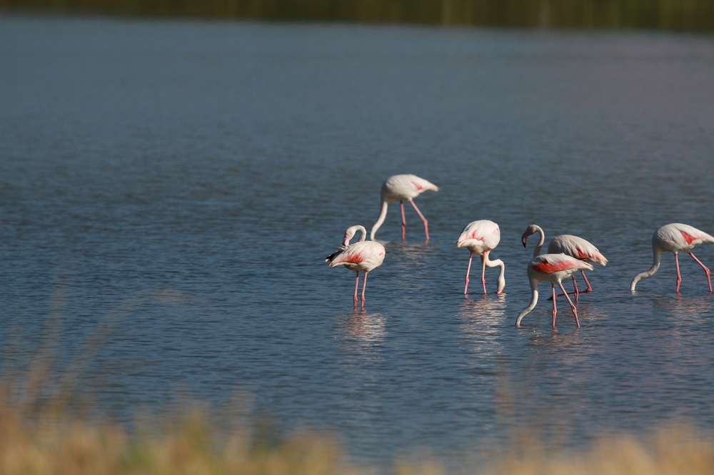 Greater Flamingo