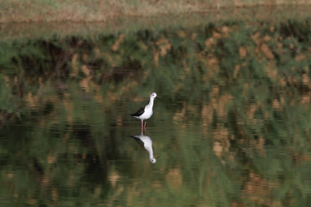 Black-winged Stilt