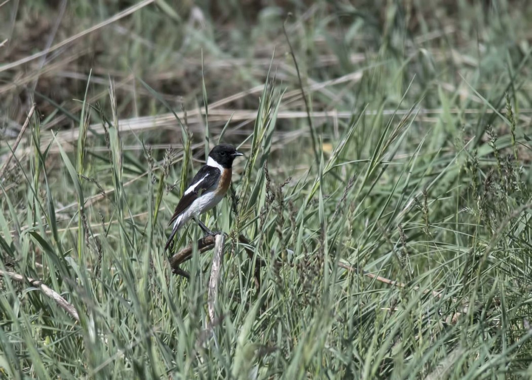 Siberian Stonechat