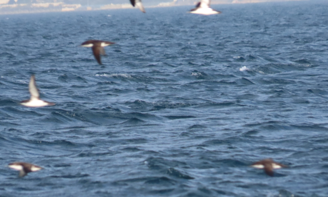 Yelkouan Shearwater