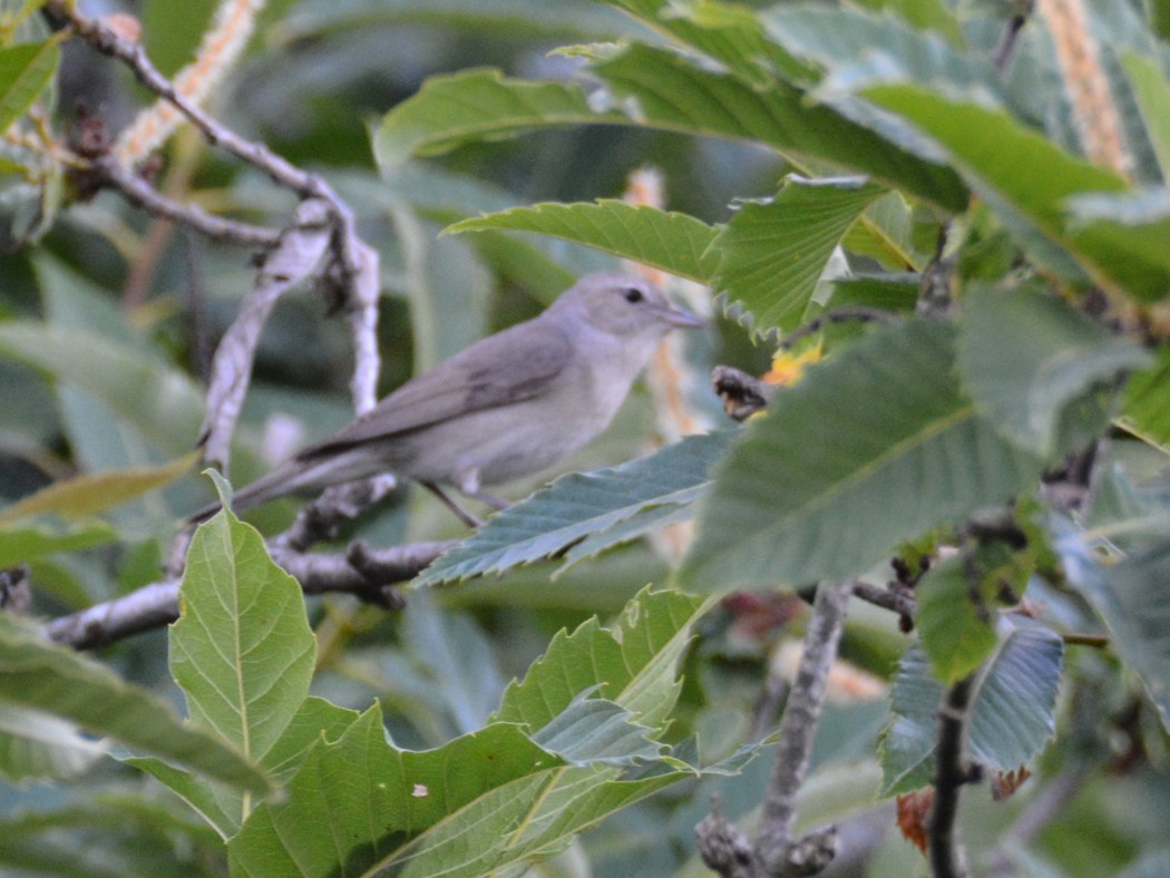 Garden Warbler