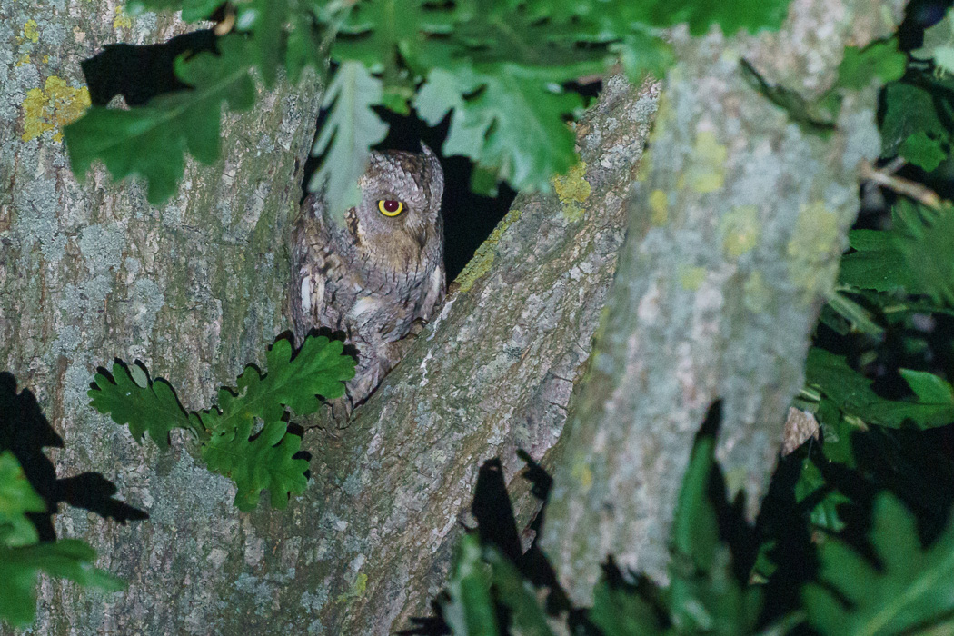 Eurasian Scops Owl