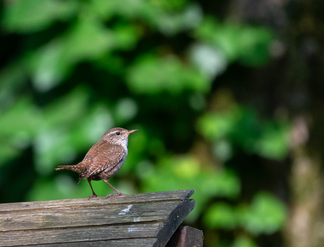 Çıtkuşu