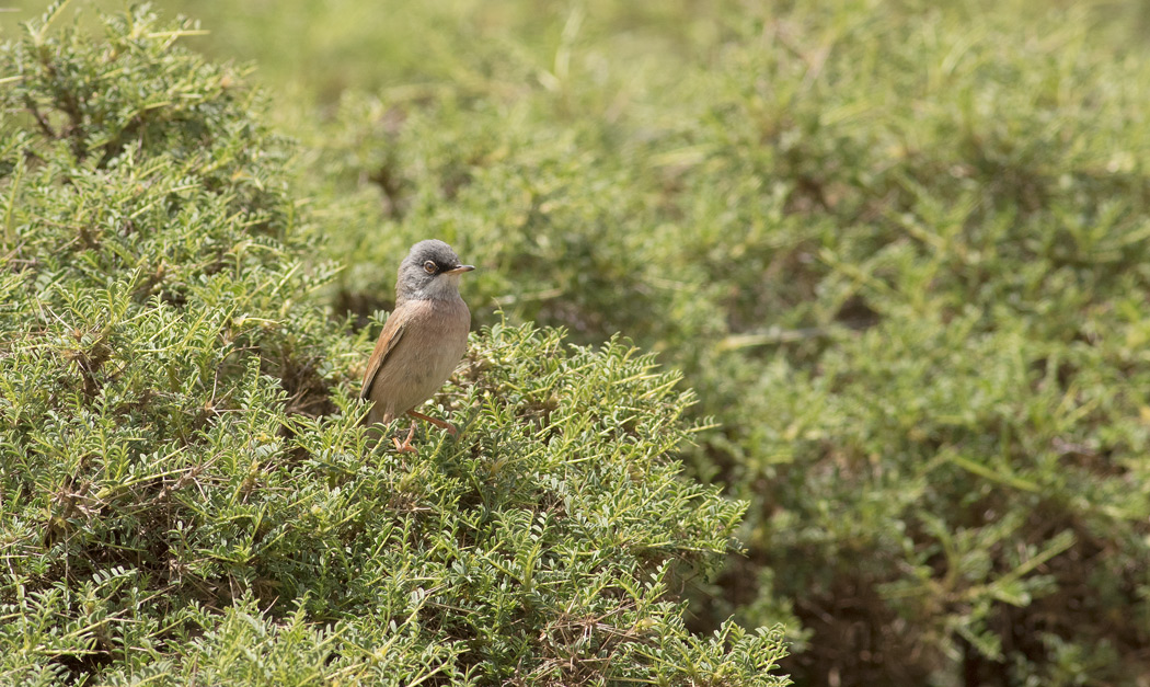 Spectacled Warbler